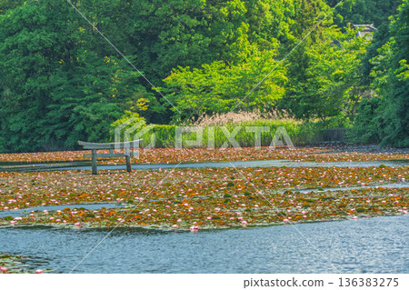 A rare sunken torii gate at Benten Pond in the grounds of Oikeji Temple in Koka City, Shiga Prefecture A rare sunken torii gate at Benten Pond in the grounds of Oikeji Temple in Koka City, Shiga Prefecture 136383275