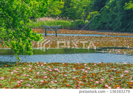 A rare sunken torii gate at Benten Pond in the grounds of Oikeji Temple in Koka City, Shiga Prefecture A rare sunken torii gate at Benten Pond in the grounds of Oikeji Temple in Koka City, Shiga Prefecture 136383279