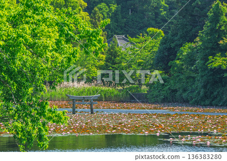 A rare sunken torii gate at Benten Pond in the grounds of Oikeji Temple in Koka City, Shiga Prefecture A rare sunken torii gate at Benten Pond in the grounds of Oikeji Temple in Koka City, Shiga Prefecture 136383280