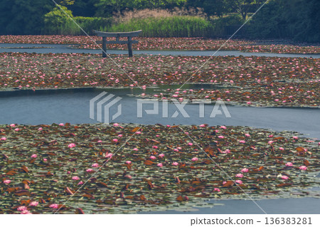 A rare sunken torii gate at Benten Pond in the grounds of Oikeji Temple in Koka City, Shiga Prefecture A rare sunken torii gate at Benten Pond in the grounds of Oikeji Temple in Koka City, Shiga Prefecture 136383281