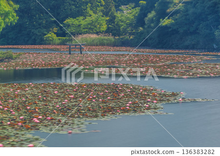 A rare sunken torii gate at Benten Pond in the grounds of Oikeji Temple in Koka City, Shiga Prefecture A rare sunken torii gate at Benten Pond in the grounds of Oikeji Temple in Koka City, Shiga Prefecture 136383282