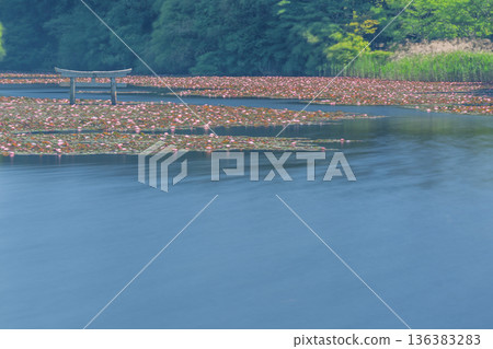 滋賀縣甲賀市禦池寺弁天池畔罕見的下沉式鳥居 136383283