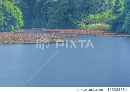 滋賀縣甲賀市禦池寺弁天池畔罕見的下沉式鳥居 136383284