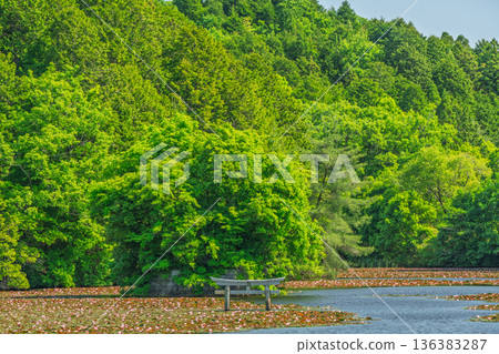 滋賀縣甲賀市禦池寺弁天池畔罕見的下沉式鳥居 136383287