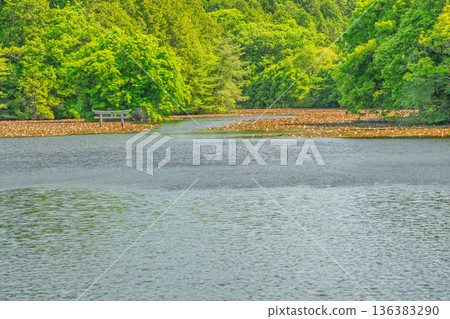 A rare sunken torii gate at Benten Pond in the grounds of Oikeji Temple in Koka City, Shiga Prefecture A rare sunken torii gate at Benten Pond in the grounds of Oikeji Temple in Koka City, Shiga Prefecture 136383290