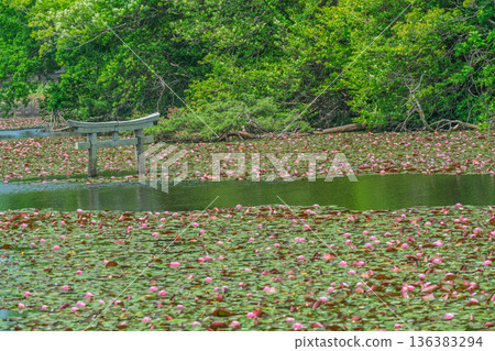 A rare sunken torii gate at Benten Pond in the grounds of Oikeji Temple in Koka City, Shiga Prefecture A rare sunken torii gate at Benten Pond in the grounds of Oikeji Temple in Koka City, Shiga Prefecture 136383294