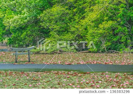 A rare sunken torii gate at Benten Pond in the grounds of Oikeji Temple in Koka City, Shiga Prefecture A rare sunken torii gate at Benten Pond in the grounds of Oikeji Temple in Koka City, Shiga Prefecture 136383296