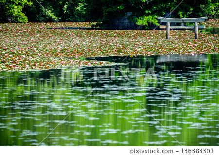 A rare sunken torii gate at Benten Pond in the grounds of Oikeji Temple in Koka City, Shiga Prefecture 136383301