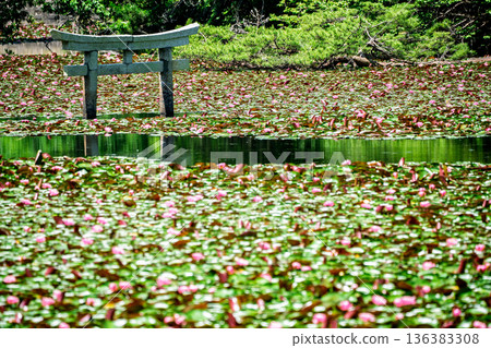 A rare sunken torii gate at Benten Pond in the grounds of Oikeji Temple in Koka City, Shiga Prefecture A rare sunken torii gate at Benten Pond in the grounds of Oikeji Temple in Koka City, Shiga Prefecture 136383308