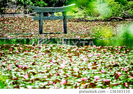 A rare sunken torii gate at Benten Pond in the grounds of Oikeji Temple in Koka City, Shiga Prefecture A rare sunken torii gate at Benten Pond in the grounds of Oikeji Temple in Koka City, Shiga Prefecture 136383310