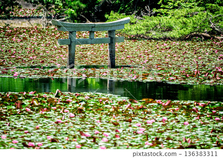 A rare sunken torii gate at Benten Pond in the grounds of Oikeji Temple in Koka City, Shiga Prefecture A rare sunken torii gate at Benten Pond in the grounds of Oikeji Temple in Koka City, Shiga Prefecture 136383311