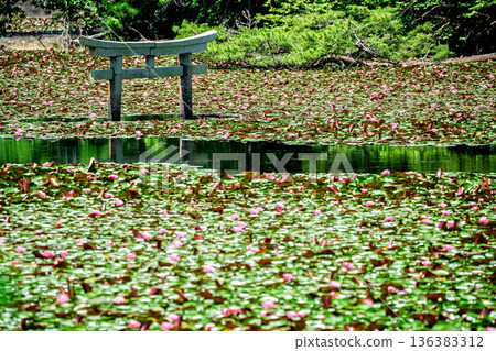A rare sunken torii gate at Benten Pond in the grounds of Oikeji Temple in Koka City, Shiga Prefecture A rare sunken torii gate at Benten Pond in the grounds of Oikeji Temple in Koka City, Shiga Prefecture 136383312