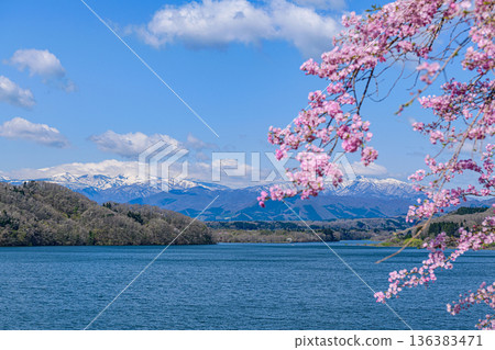 Cherry blossoms and remaining snow at Zao and Lake Kamafusa 136383471