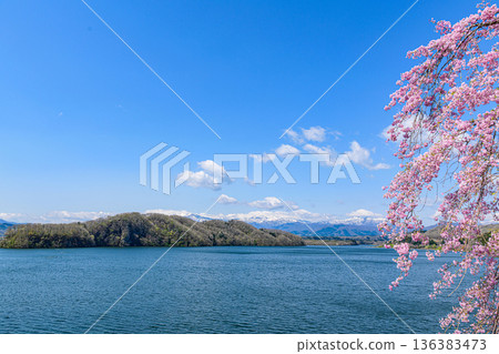 藏王與釜房湖的櫻花與殘雪 136383473