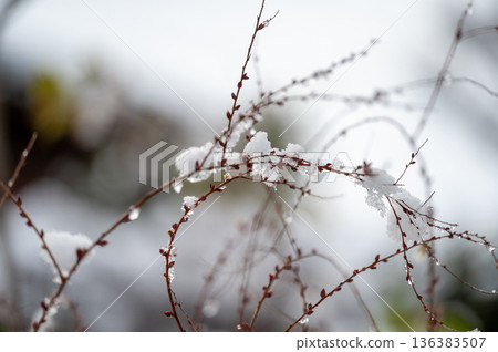 Snow piled up on a thin branch, a single flower 136383507