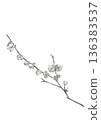 Monotone watercolor illustration of wintersweet [hand-drawn] on white background, copy space, transparent background 136383537