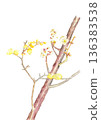 Watercolor illustration of white plum blossoms and wintersweet [hand-drawn] on white background with copy space 136383538