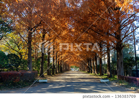 The autumnal leaves of Metasequoia 136383709