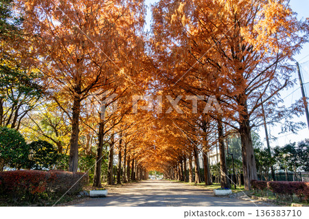 水杉的秋葉 136383710