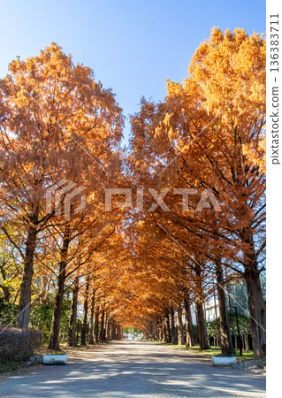 秋葉水杉樹行 136383711