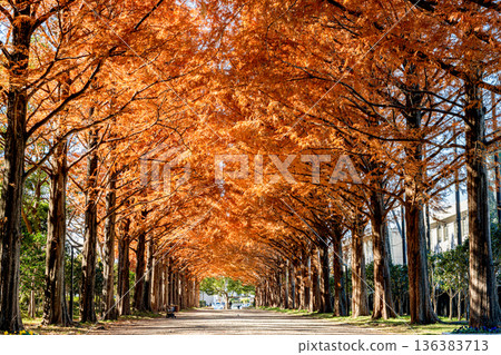 The autumnal leaves of Metasequoia The autumnal leaves of Metasequoia 136383713