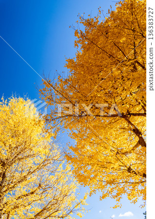 Autumn sky and ginkgo leaves Autumn sky and ginkgo leaves 136383727
