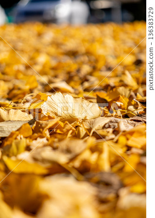 Fallen leaves of yellow ginkgo 136383729