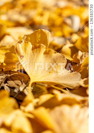 fallen leaves of ginkgo 136383730