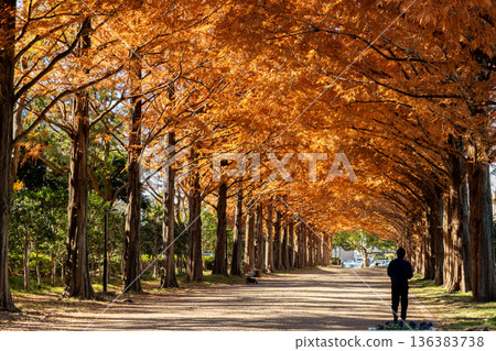Walking along a tree-lined path lined with autumn leaves Walking along a tree-lined path lined with autumn leaves 136383738