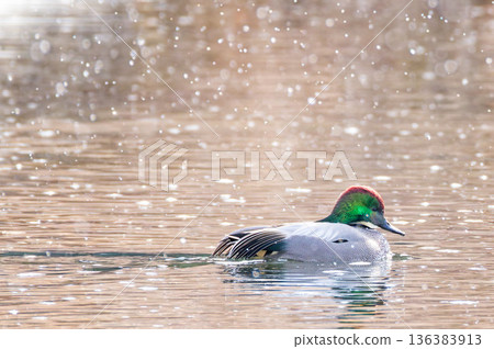 A male mallard swimming in a snowy river A male mallard swimming in a snowy river 136383913