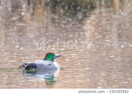 一隻雄性綠頭鴨望著飄落的雪 一隻雄性綠頭鴨望著飄落的雪 136383982