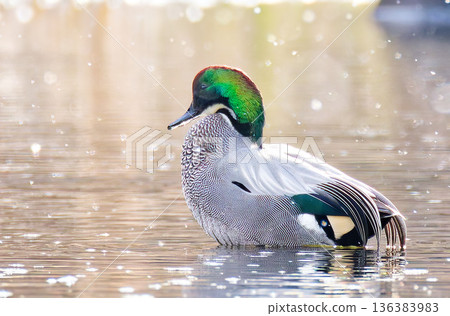 雪花紛飛,一隻雄性綠頭鴨躍出水面。 雪花紛飛,一隻雄性綠頭鴨躍出水面。 136383983