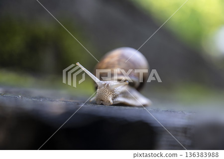 Slow moist snail. Dewy shell glides over damp wood. Calm creature with shiny shell moves quietly along moist wood surrounded by green moss Slow moist snail. Dewy shell glides over damp wood. Calm creature with shiny shell moves quietly along moist wood surrounded by green moss 136383988