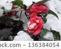 雪中的山茶花 136384054