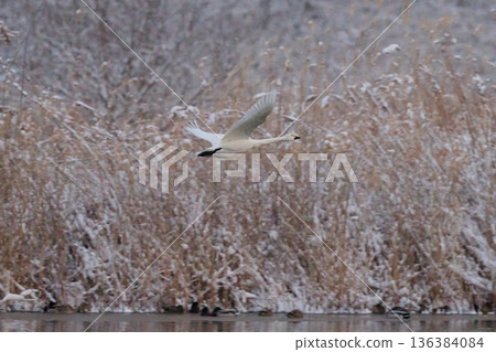 天鵝在冬天 136384084