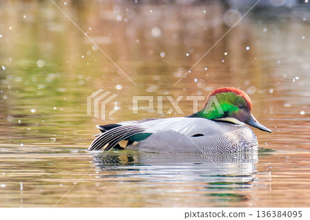 雪天裡的一隻雄性綠頭鴨 136384095