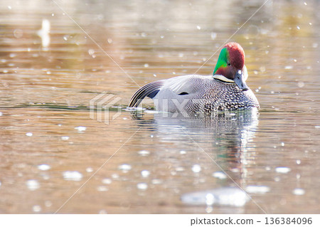 一隻雄性綠頭鴨在白雪皚皚的河面上向我飛來。 136384096