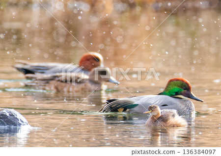 小䴙䴘、綠頭鴨和赤頸鴨 136384097