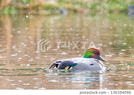 雪和一隻雄性綠頭鴨 136384098