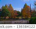 Autumnal metasequoia trees in Shinkita Green Space 136384122