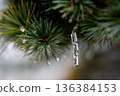 Pine needles, icicles 136384153