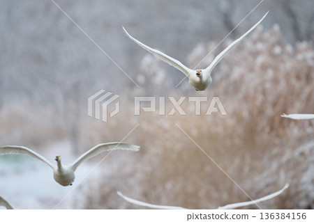Swans flying in flocks Swans flying in flocks 136384156
