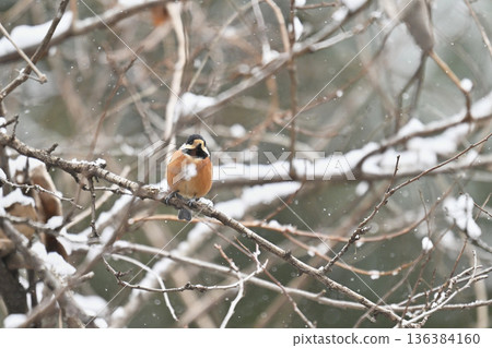 Varied tit perched on a branch Varied tit perched on a branch 136384160