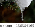 Pine needles, icicles 136384165