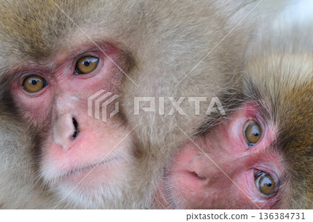 The monkey is staring The monkey is staring 136384731