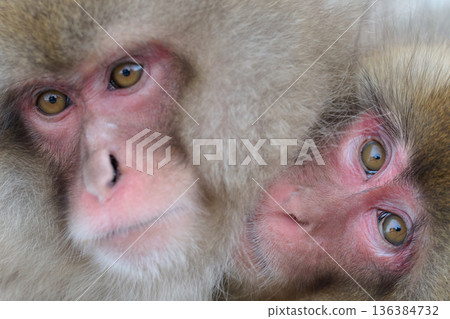 The monkey is staring 136384732