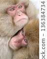 A mother and child monkey get along well 136384734