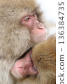 Monkey's mother snuggling 136384735