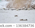 A flock of whooper swans descending onto a frozen river 136384736