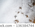 Bird footprints in the snow - so cute 136384744